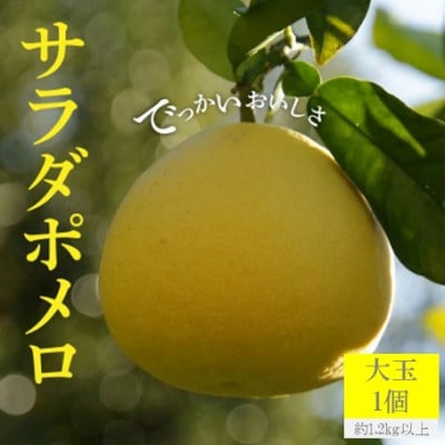 「サラダポメロ」大玉1個(約1.2kg以上)×1箱