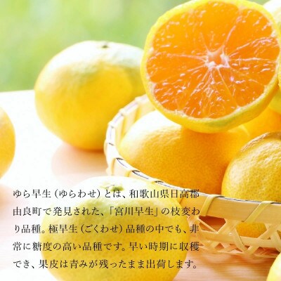 【ふるさと納税】三豊市産　極上みかん　【ゆら早生みかん5kg】　S～Mサイズ　