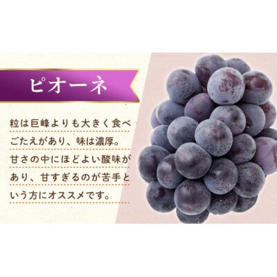 【発送月固定定期便】香川県・三豊市共通返礼品　フルーツ旬の果物　Dセット全2回