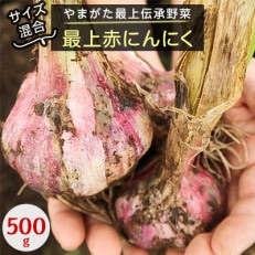 生にんにく　やまがた最上伝承野菜　『最上赤にんにく』　500g (サイズ混合)