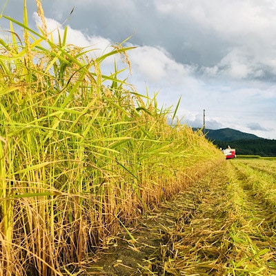 令和7年　厳選ササニシキ(精米)5kg×2袋