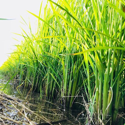 令和4年　厳選はえぬき(精米)5kg×2袋