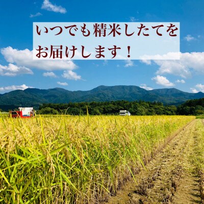 先行受付　令和5年　厳選はえぬき 10kg (精米)5kg×2袋