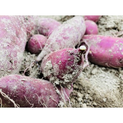 サツマイモ 栽培期間農薬・肥料不使用 紅あずま 5kg