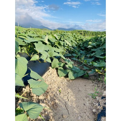 サツマイモ　栽培期間農薬・肥料不使用　紅あずま　10kg×2