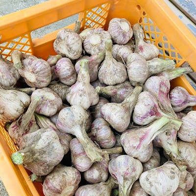 【最上赤にんにく】600g(玉)(M・L・2Lサイズ混合)