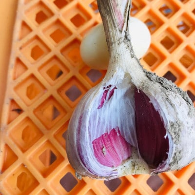 濃厚な旨味の赤ニンニク　1kg