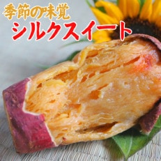 スイーツ感覚の『シルクスイート』1kg(3～5本)栽培期間中、農薬・化学肥料不使用 | ふるさと納税のお礼品