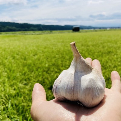 山形産赤にんにく300g(M、L、2Lサイズの混合)