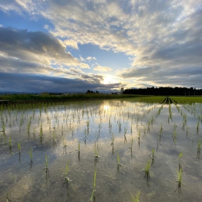 至福のササニシキ(精米)3kg