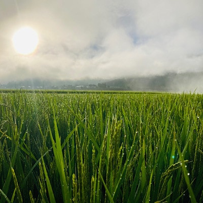 至福のササニシキ(精米)3kg