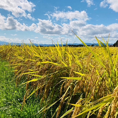 至福のササニシキ(精米)3kg