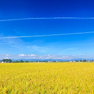 黒澤のササニシキ 1kg 精米