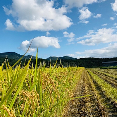 厳選 ササニシキ 精米 1kg