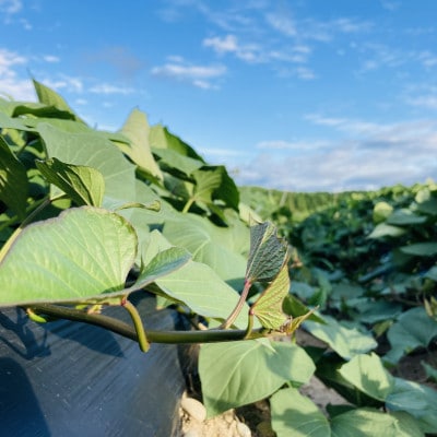 自然が育む『あまはづき』1kg