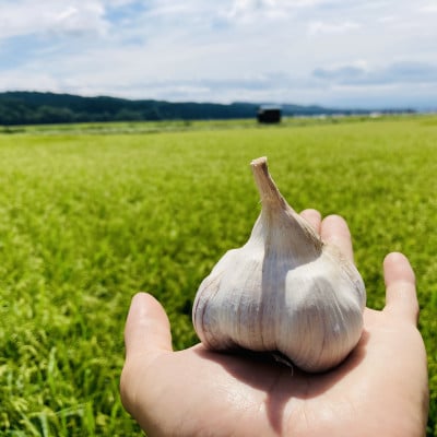 最上赤にんにく450g(M、L、2Lサイズの混合)
