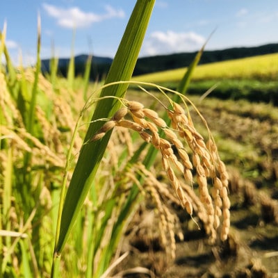 令和8年 先行受付 ササニシキ(精米)10kg×1袋　山形県産