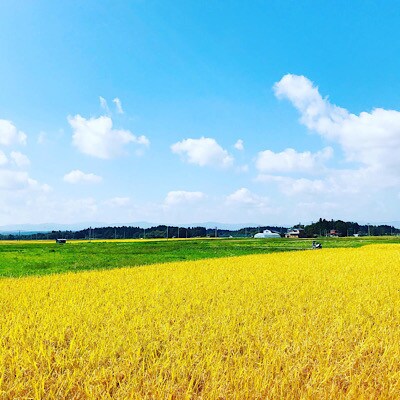 【毎月定期便】魅惑のはえぬき(精米)5kg全3回