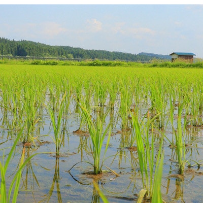 【毎月定期便】黒澤のはえぬき(精米)3kg全3回