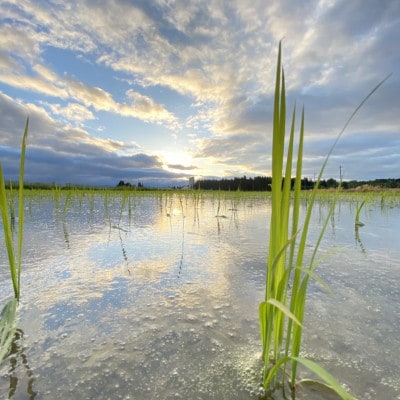 【毎月定期便】黒澤のはえぬき(精米)3kg全3回