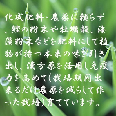 2024年3月発送開始『定期便』魅惑のはえぬき10kg(5kg×2袋) 全12回