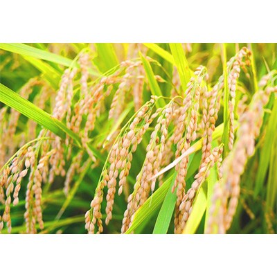 2023年11月発送開始『定期便』山形県産米5kg食べ比べ定期便全4回