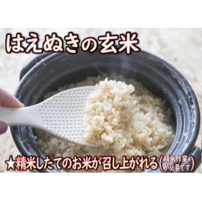 【令和6年産】はえぬき(玄米)5kg　山形県産