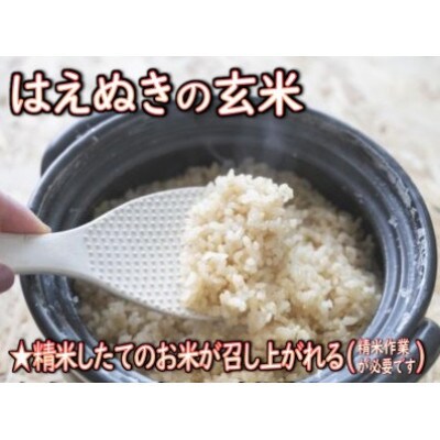 【令和6年産】はえぬき(玄米)4kg　山形県産