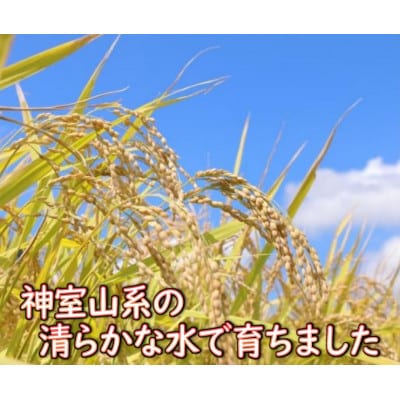 【毎月定期便】令和6年産 はえぬき 精米 10kg　全3回