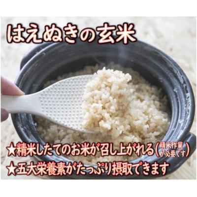 【毎月定期便】はえぬき 玄米 5kg　全3回