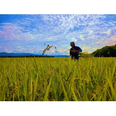 米の匠みのりガーデン/ご贈答【最高峰ブレンド　稲穂添え・化粧箱入り】精米　2kg×1箱