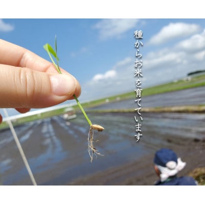 【毎月定期便】米の匠みのりガーデン/金賞受賞農家の【特上 雪若丸】5kg全12回