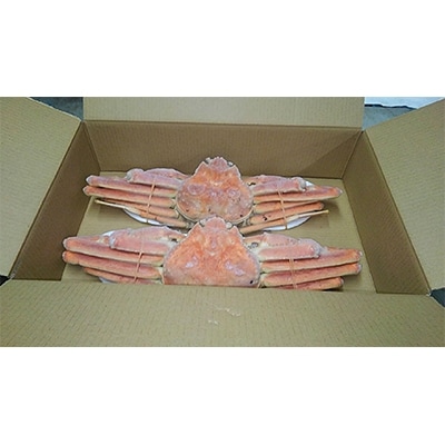 姿ずわい蟹(ボイル済み) 2尾(1.5kg～1.7kg)【2】