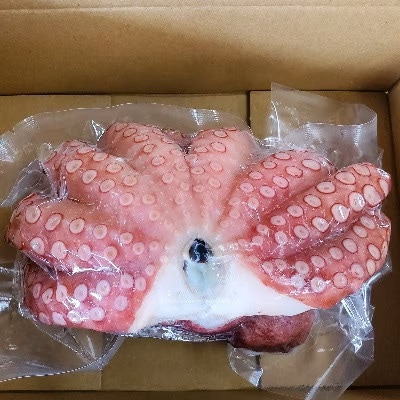 【2024年2月中旬発送】大阪産 泉タコ(ボイルたこ) 600g