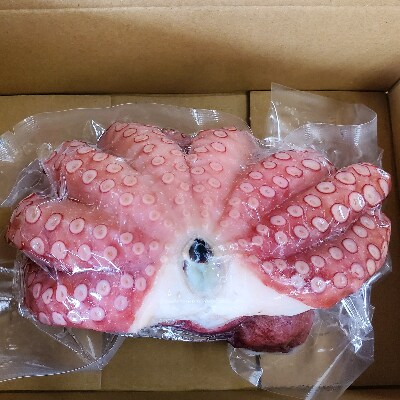 【2023年8月中旬発送】大阪産 泉タコ(ボイルたこ) 600g
