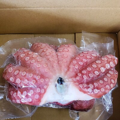 【2023年2月下旬発送】大阪産 泉タコ(ボイルたこ) 1.2kg