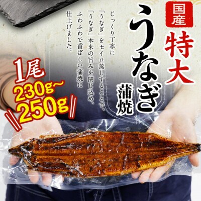 【2024年11月中旬発送】特大 「国産うなぎ蒲焼」1尾(230g～250g)と特製タレ1個セット