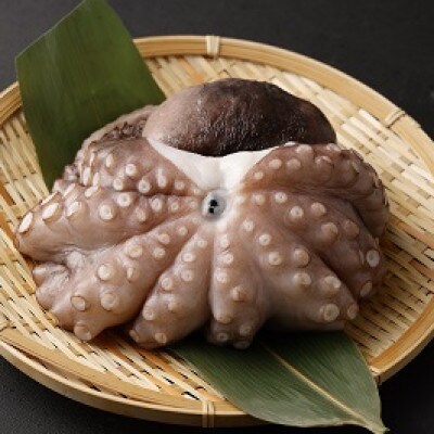【2025年7月19日より順次発送】大阪産「泉タコ(生たこ)」1.3kg(1杯～3杯×2袋)