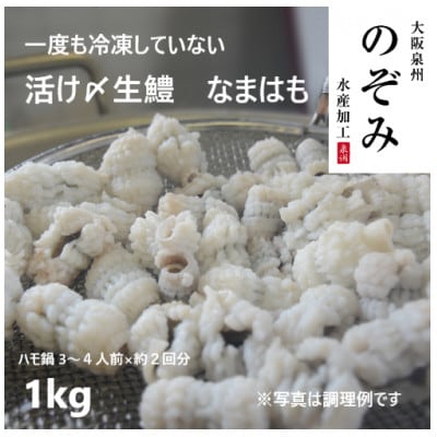 鮮度抜群!漁師直送を活〆した人気の生ハモ冷蔵品　1kg!鍋、鱧すき、湯引き、天ぷらにお勧め
