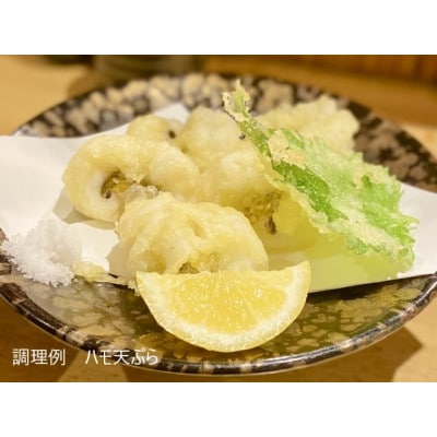 鮮度抜群!漁師直送を活〆した人気の生ハモ冷蔵品　700g!鍋、鱧すき、湯引き、天ぷらにお勧め