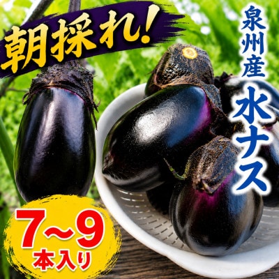 【産地直送】みずみずしい旬の味!朝採れ泉州水なす7～9本