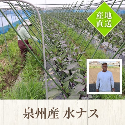 【みのうらさんち】はんなん野菜便〜泉州水なす〜