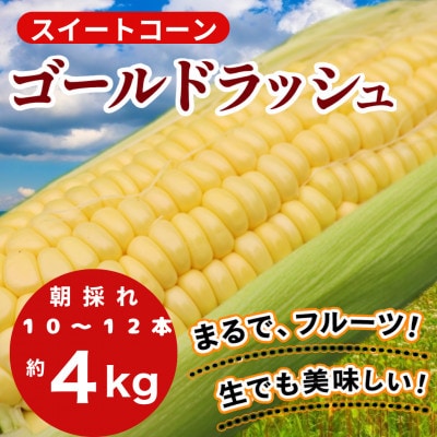 【6月初旬～順次発送】【フルーツのような甘み】朝採れゴールドラッシュスイートコーン10~12本