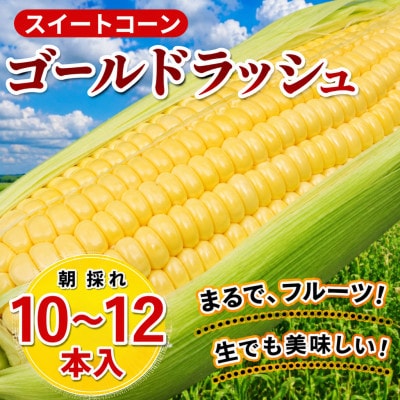 【6月初旬～順次発送】【フルーツのような甘み】朝採れゴールドラッシュスイートコーン10~12本