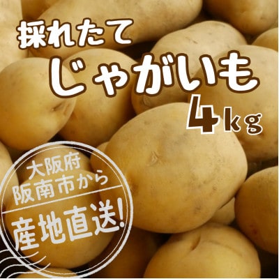 はんなん野菜便～阪南産じゃがいも～
