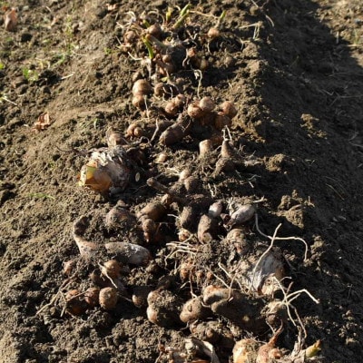 はんなん野菜便~泉州産さといも~