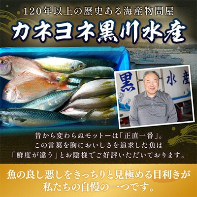御坊産　鮮魚セット　約5kg