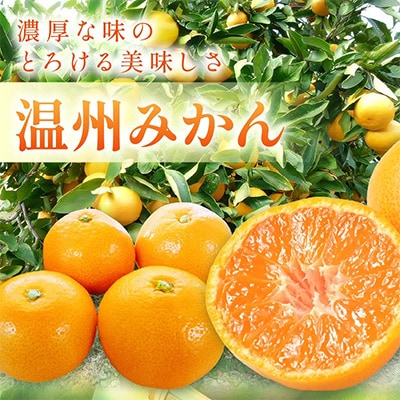 「濃厚な味のとろける美味しさ」温州みかん 2.5kg