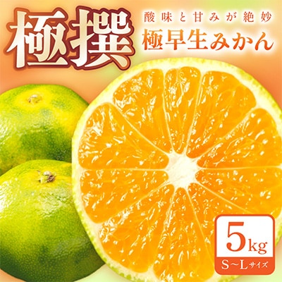 極早生みかん 5kg 和歌山産 甘酸っぱいミカン