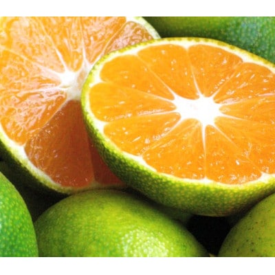 極早生みかん 約10kg 和歌山産 甘酸っぱいミカン